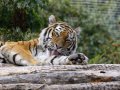 ZOO-Viden 24 srpen 2014 109.JPG